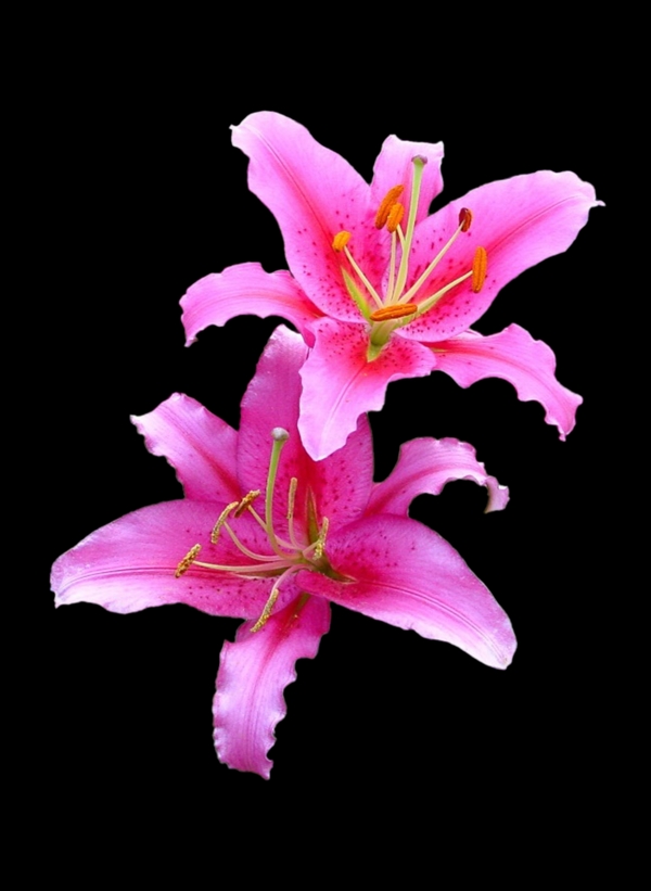 百合花圖片