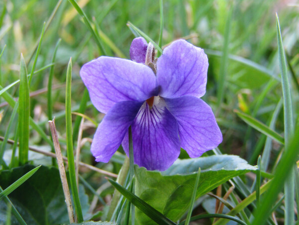 春天的花紫罗兰
