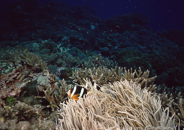 海洋生物