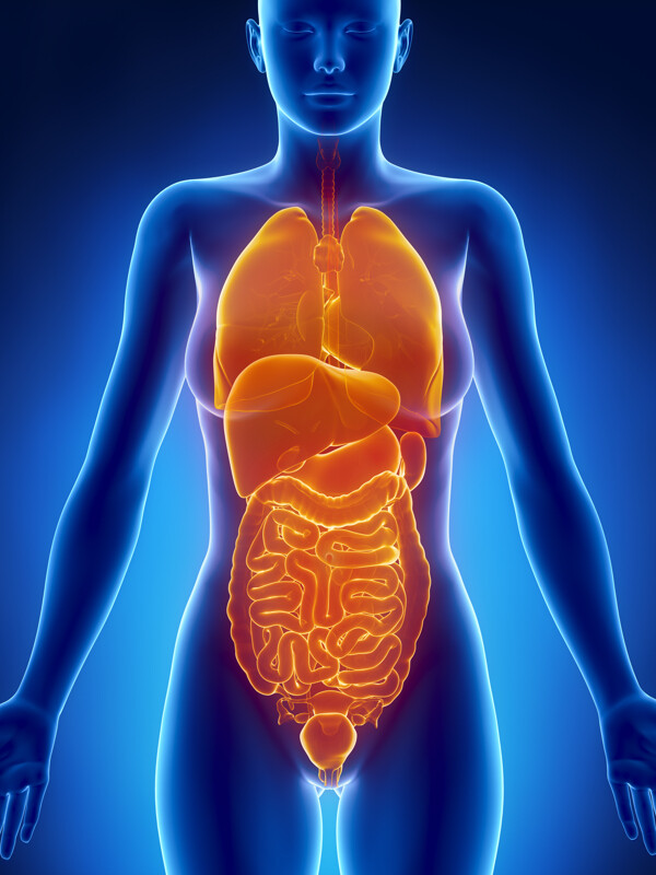 女性肝脏肠胃器官图片