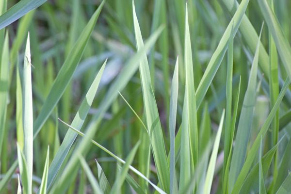 草根性