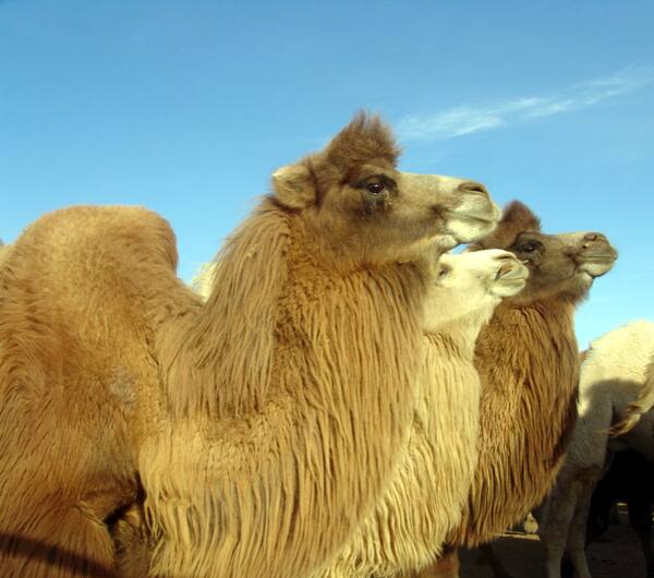 骆驼群摄影图图片