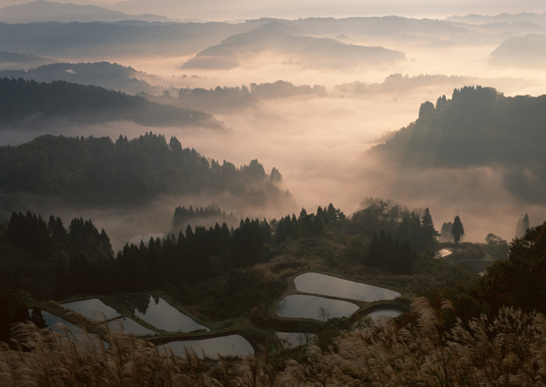 乡村田园图片庄稼植物田野