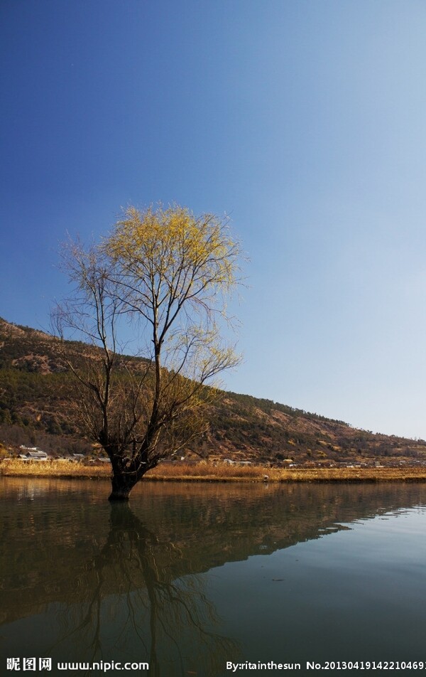 湖面孤树图片
