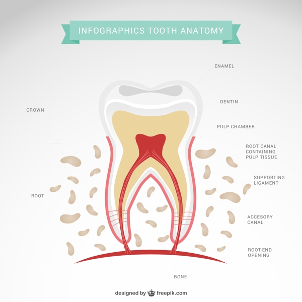 卡通牙齿形态解剖图