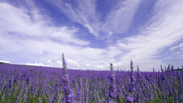 紫色薰衣草风景