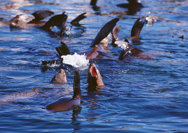 水中一群海豚摄影图片