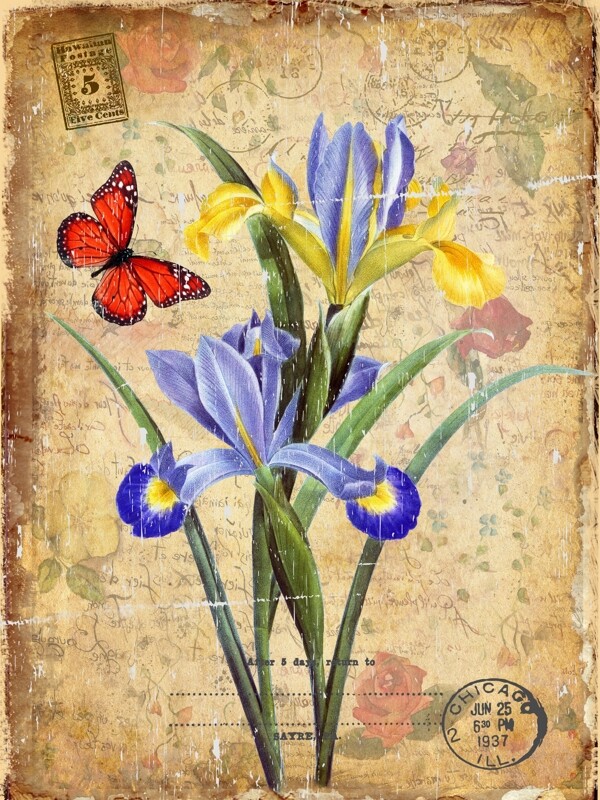 蝴蝶油画花朵图片