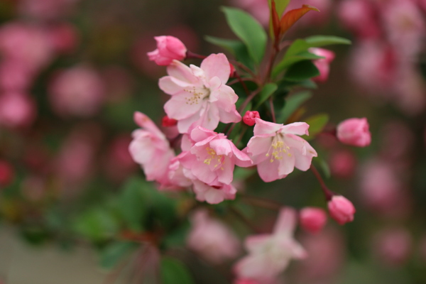 桃花