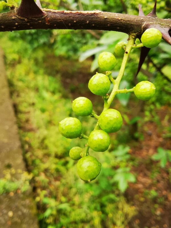 花椒