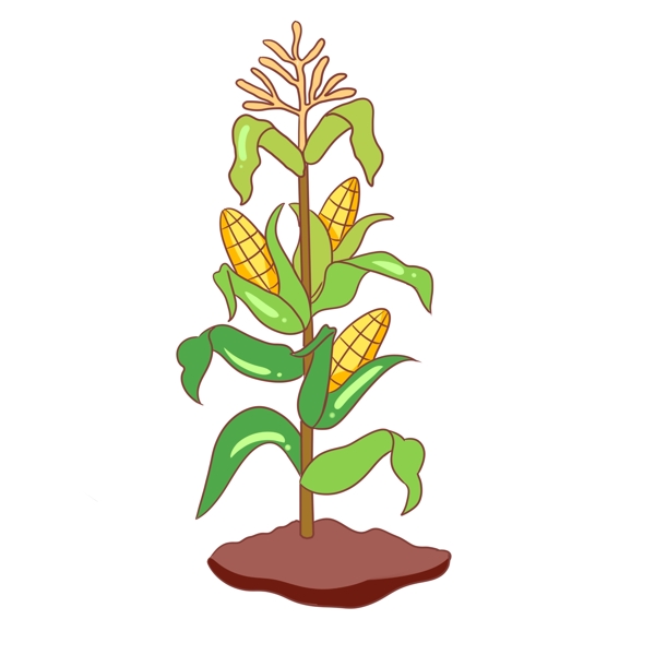 农作物玉米手绘插画
