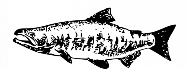 鲑鱼矢量图像