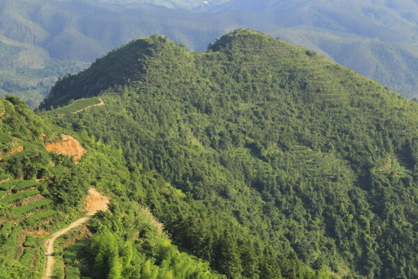 白交祠山茶园