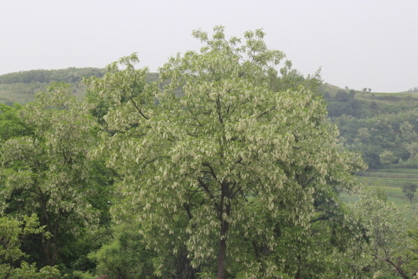 槐花树图片