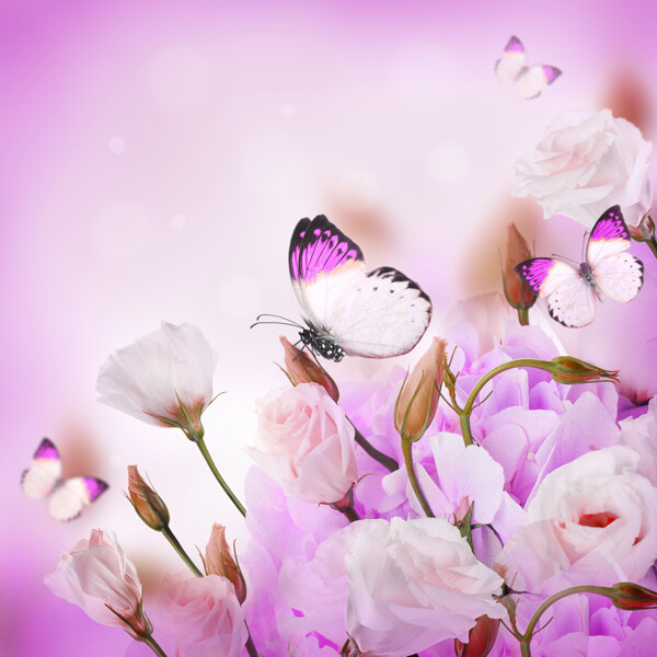 蝴蝶与粉色花朵图片