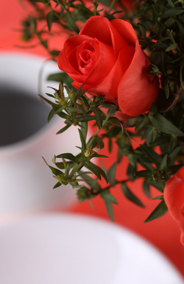 漂亮的红玫瑰