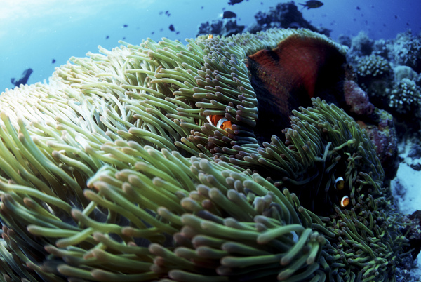 海洋生物