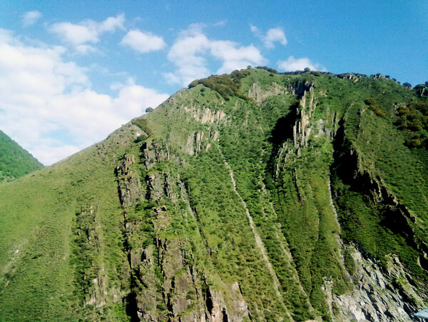 高山树木森林业