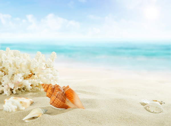 沙滩上的珊瑚和贝壳