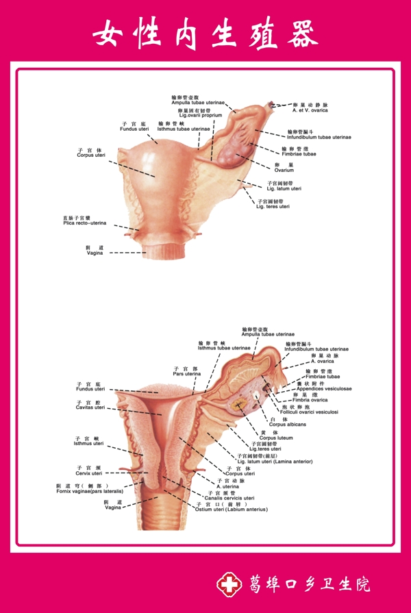 女性内生殖器示意图图片