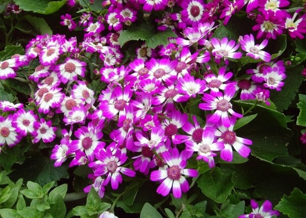 紫花野菊素材图片