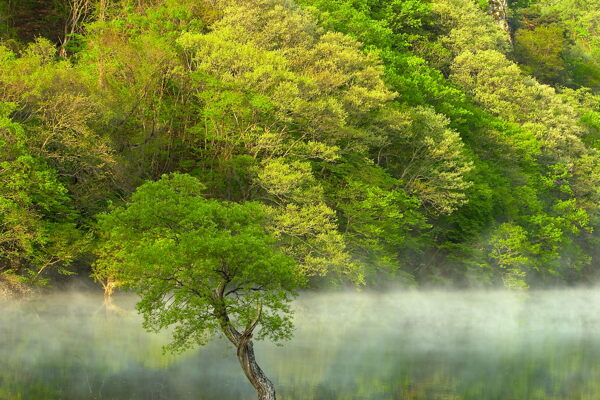 从林之美自然风景自然风景图