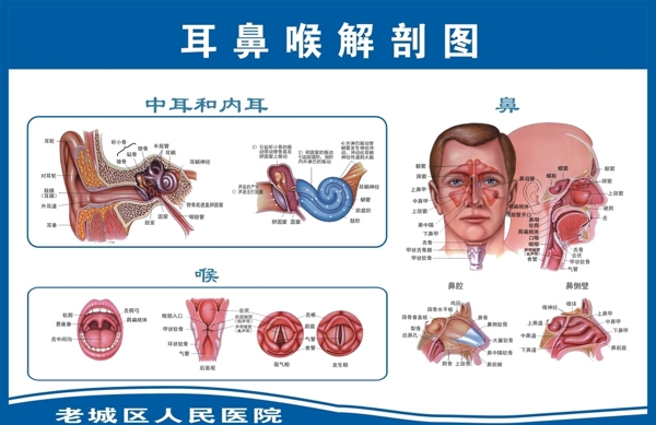 l耳鼻喉图片