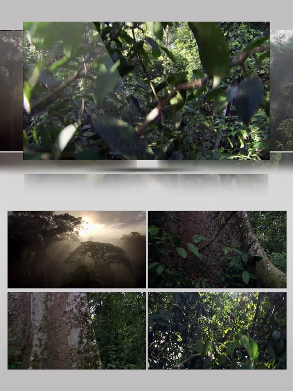 森林绿色植物视频音效