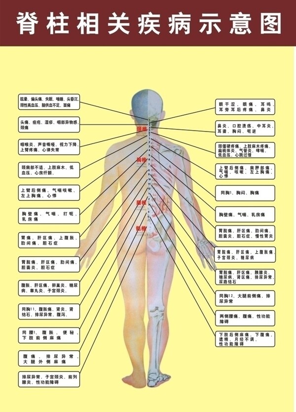 脊柱相关疾病图片