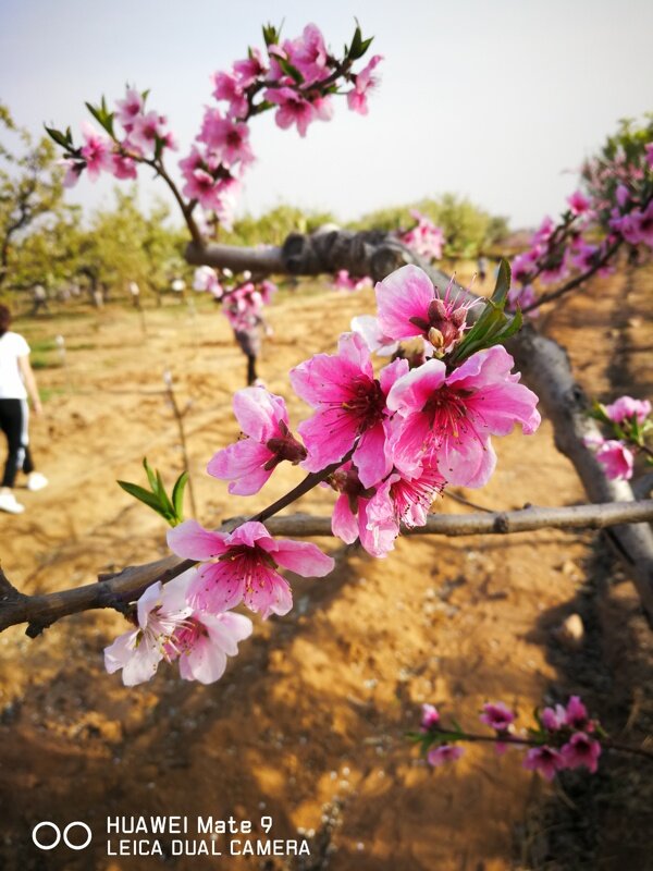 桃花