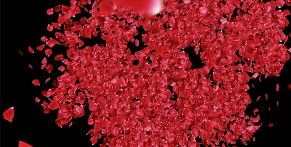 红色花瓣视频素材
