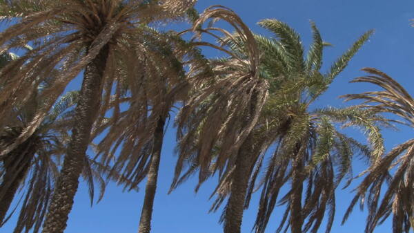 棕榈树和清澈的蓝天股票视频视频免费下载