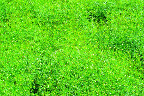实拍绿色草丛背景