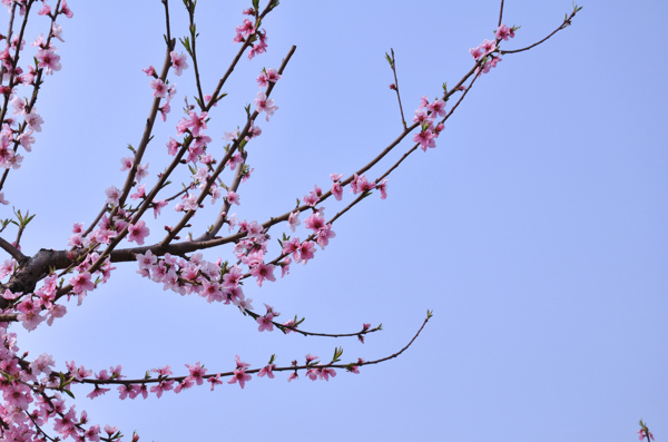 桃花图片