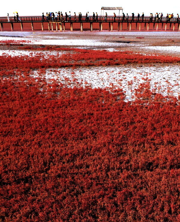 壮观的红海滩图片