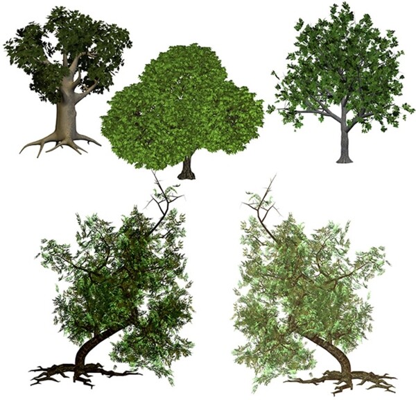 3D树图片