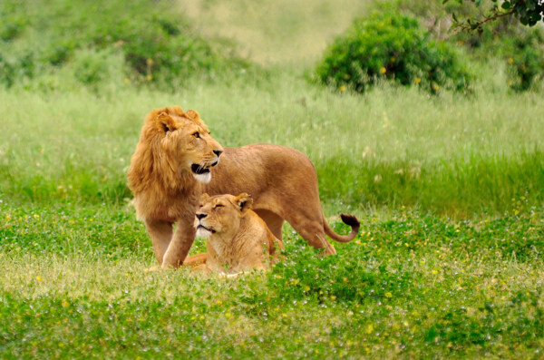 草原上的狮子摄影图片