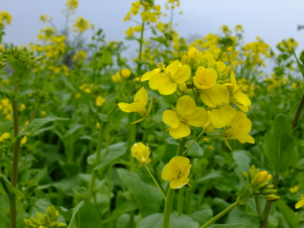 油菜之花