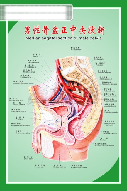 男性骨盆正中矢状断