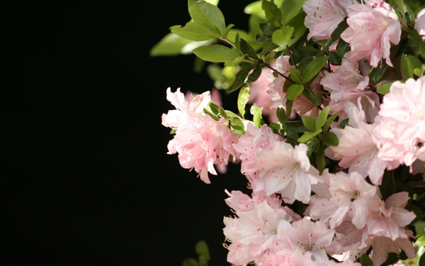 位图写实花卉植物花朵樱花免费素材
