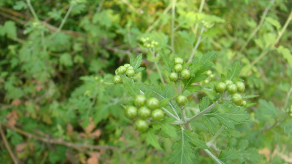 大别山野菊米图片