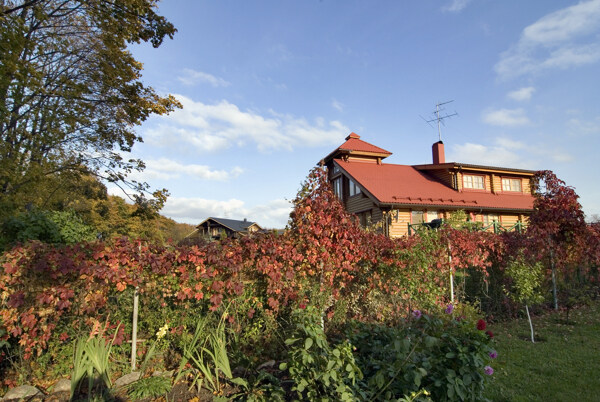 房子前的红叶与树木图片