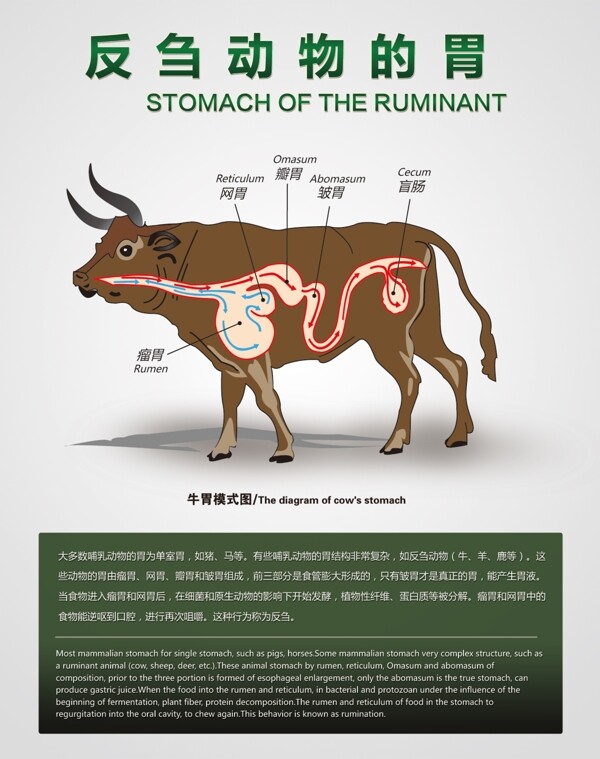 反刍动物素材-反刍动物图片模板下载-素材天下图库