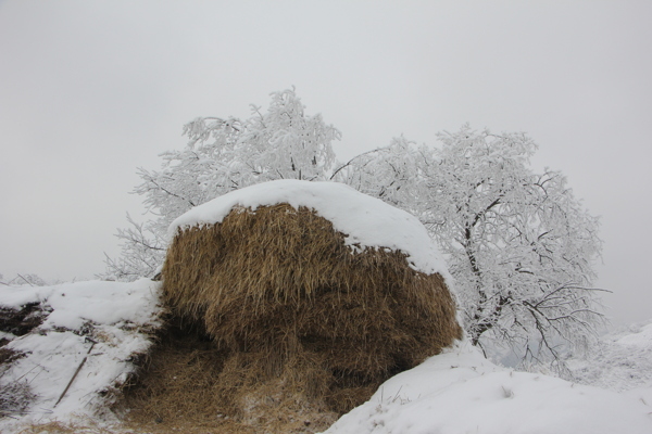 雪景图片