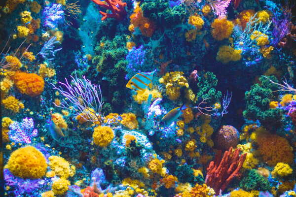 珊瑚珊瑚礁海底礁石