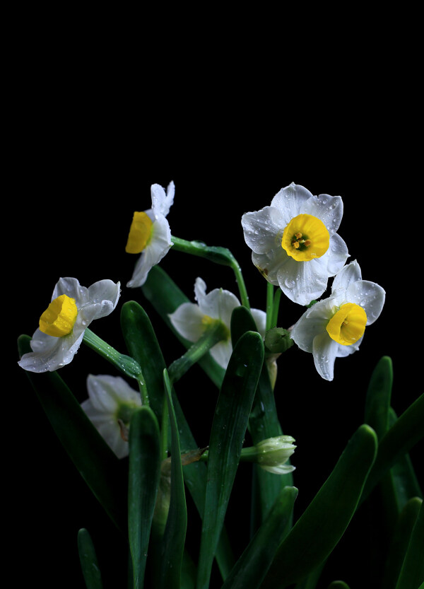 水仙花图片