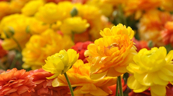 黄色菊花图片