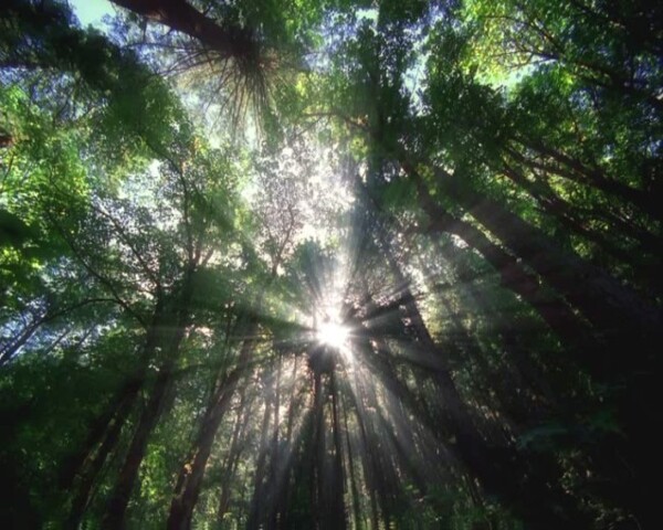 森林素材下载