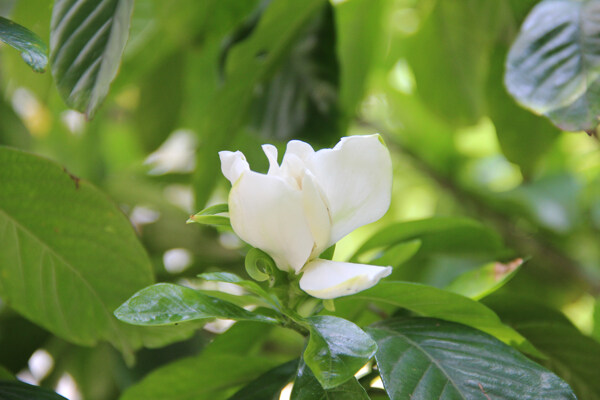 栀子花