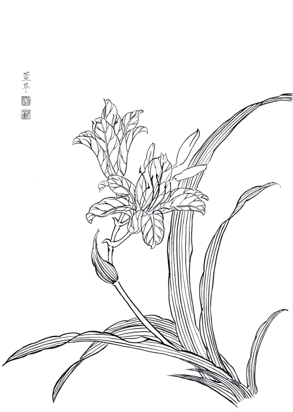 国画白描百花线稿萱草图片